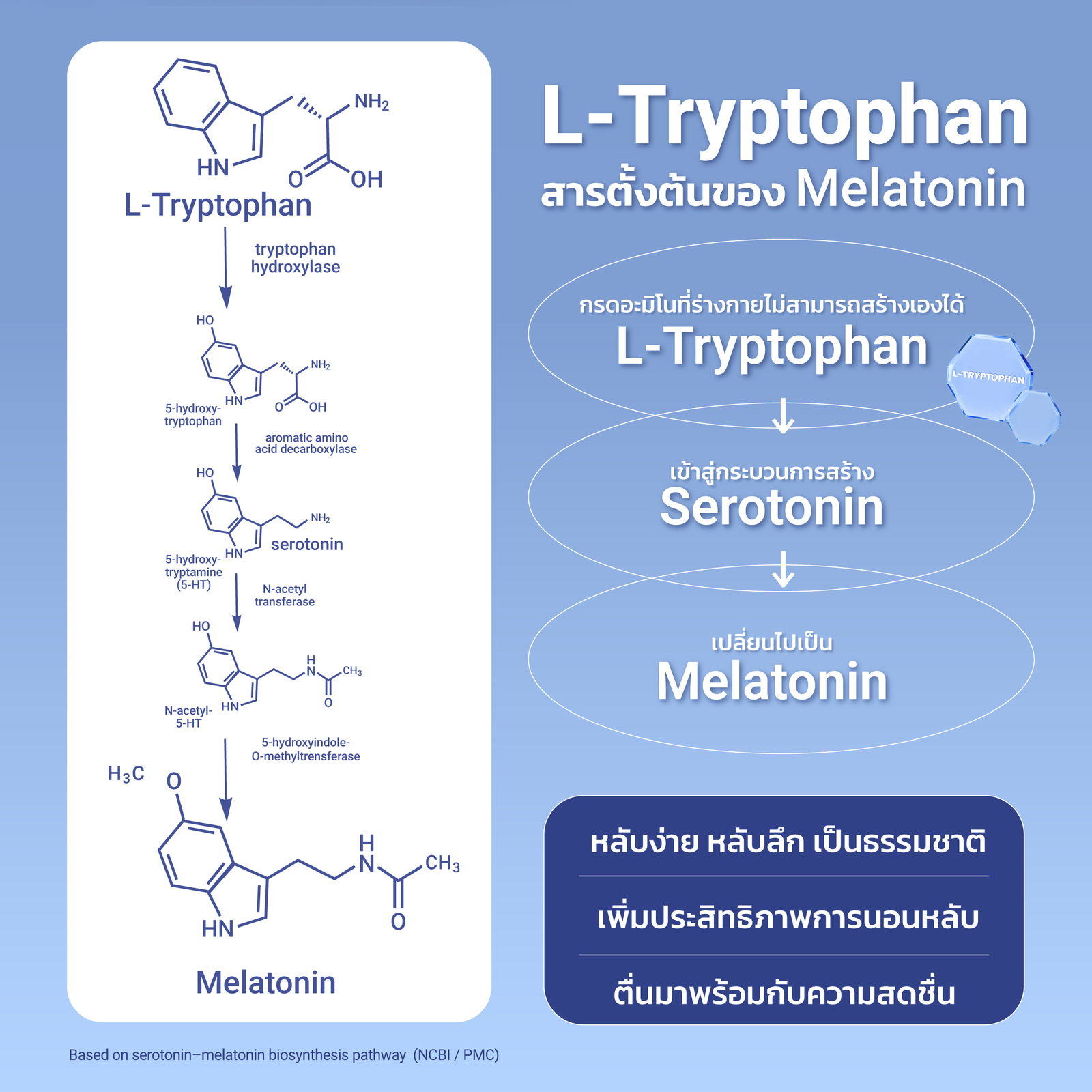 L-Tryptophan สารตั้งต้นของ Melatonin